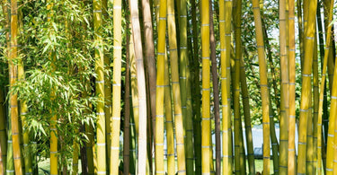 Sustainable bamboo plant for textiles - types of bamboo.