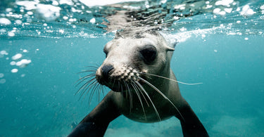 Marine life - protecting our oceans