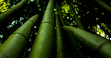Low angle shot highlighting lush green bamboo stalks in natural focus.